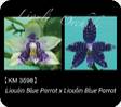 P. Lioulin Blue Parrot x Lioulin Blue Parrot 3598